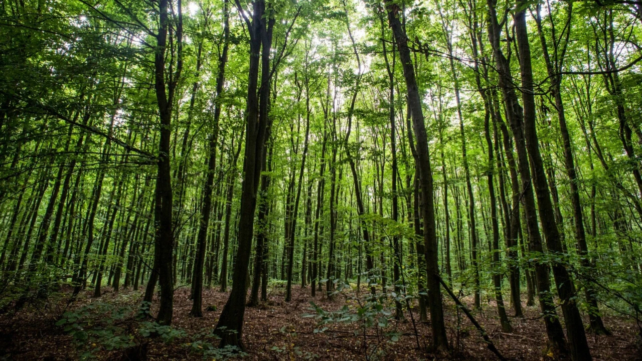 For sale forest, Monostorpályi