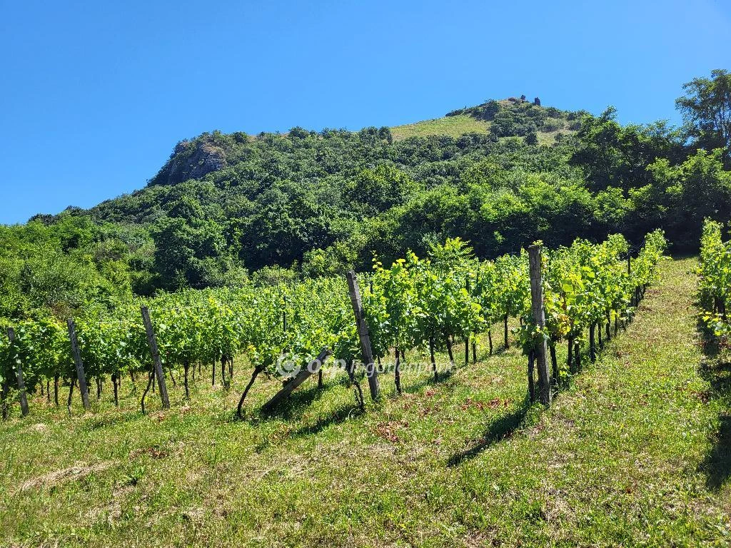 For sale orchard, Gyulakeszi