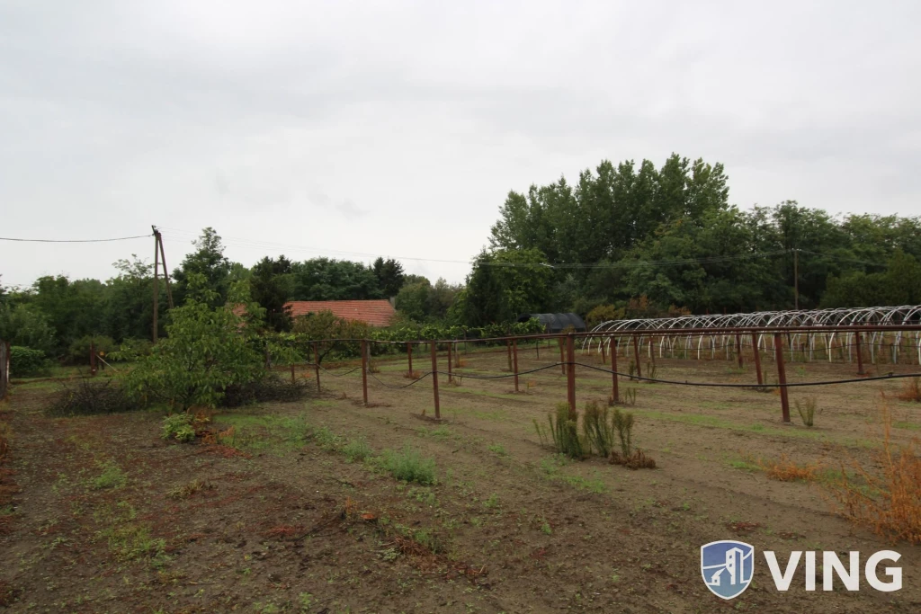 For sale plough-land, pasture, Szatymaz