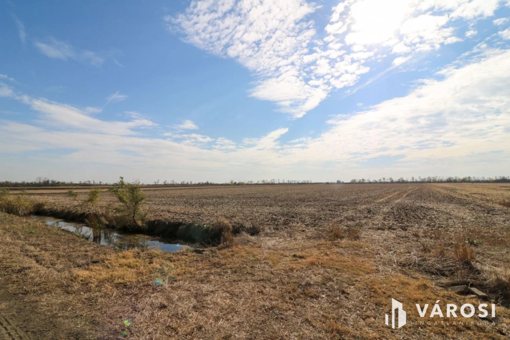 Eladó kiváló minőségű szántó Nagyszénás közelében!