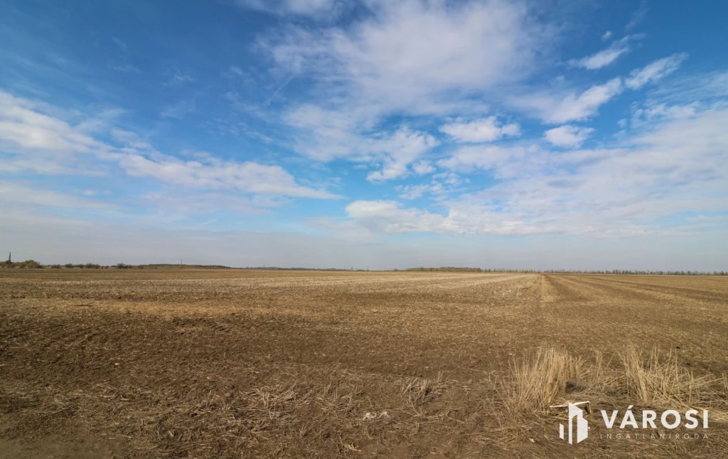 Eladó szántó Nagyszénás közelében