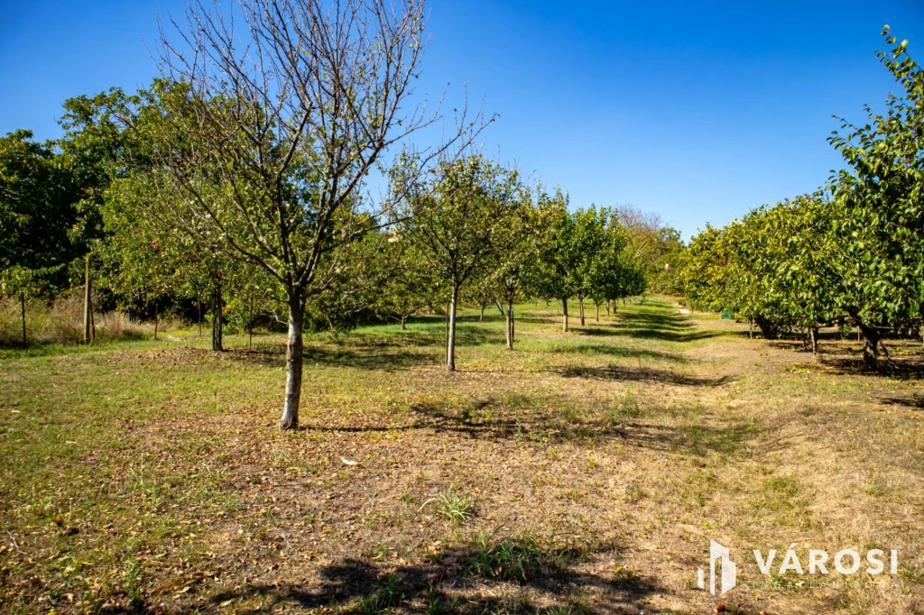 c3-1-name c2-50-name, Mohács