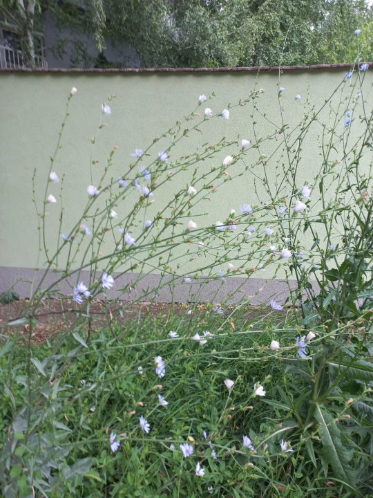 Eladó építési telek, Bodonhely, Rigó utca 3