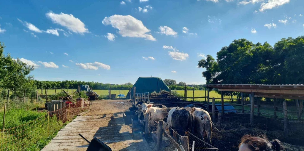 For sale other commercial, Kisbér