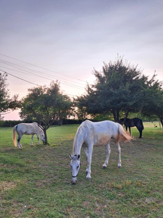 Eladó egyéb mezőgazdasági ingatlan, Karád
