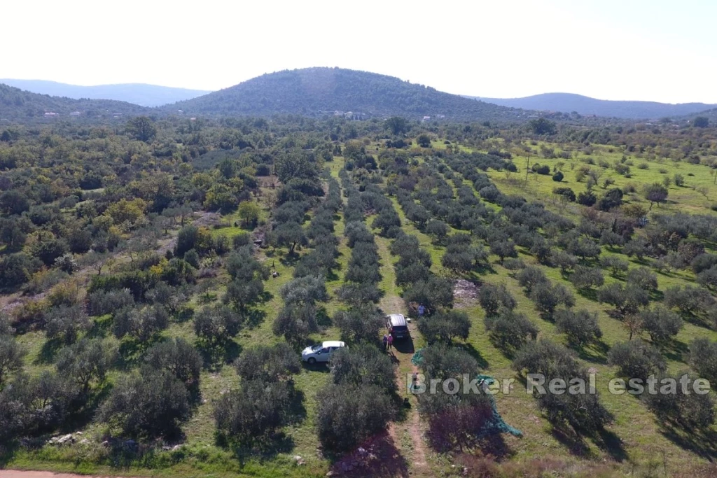 A spacious plot near the sea