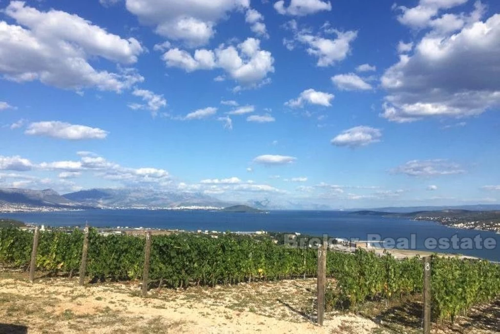 Young vineyard, for sale
