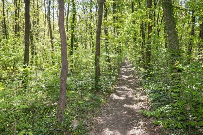 For sale forest, Marcali