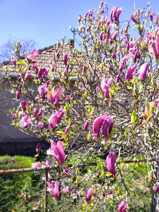 Eladó családi ház, Zalaapáti