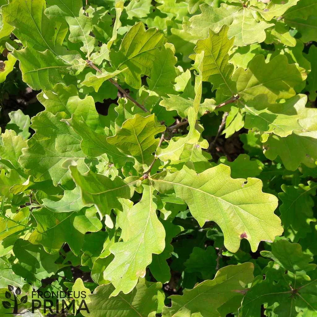 SZUHOGY határában 55 ha 40 éves, termelhető Tölgyfaerdő Eladó!