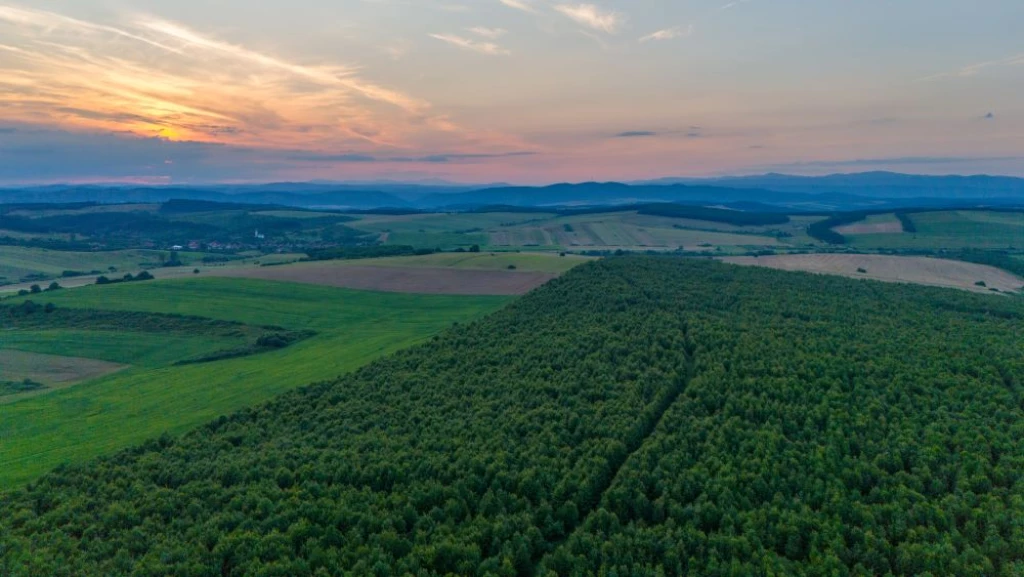 Miskolctól 40 km-re, ABOD apró faluban, 72 ha, 27 éves, Tölgyfaerdő ELADÓ!