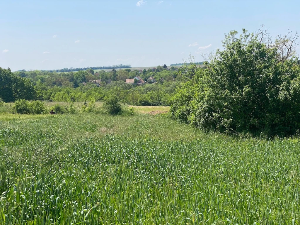 Vértesacsán 1539 m2 zártkerti szántó eladó