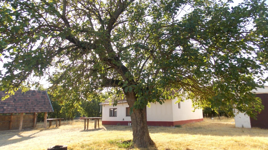 Kecskemét mellett tanya eladó