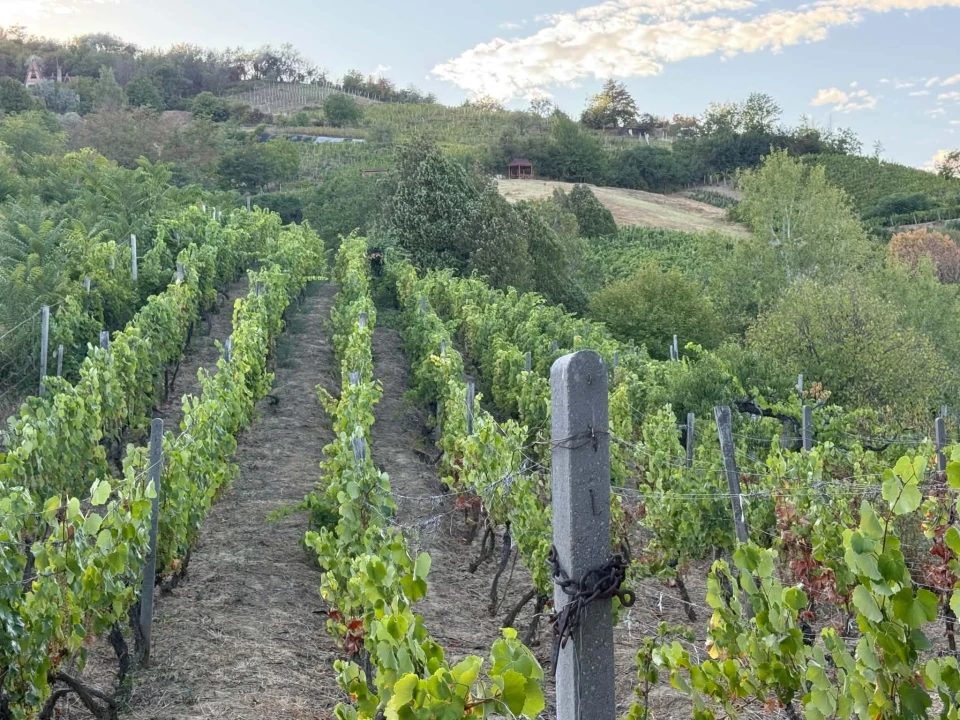 Eladó gyümölcsös, szőlő, Tokaj