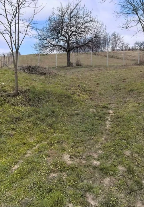 c3-1-name c2-50-name, Tényő