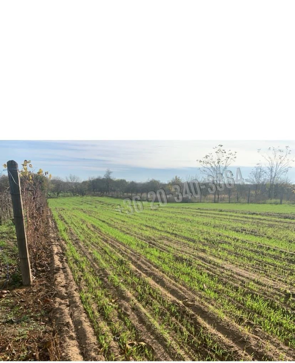 For sale periphery plot, Hajdúböszörmény, Szőlőskertek