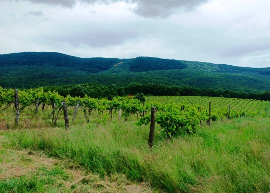 Eladó Külterületi telek, Szendehely,  Nincs megadva, 0nm, 4500000 Ft