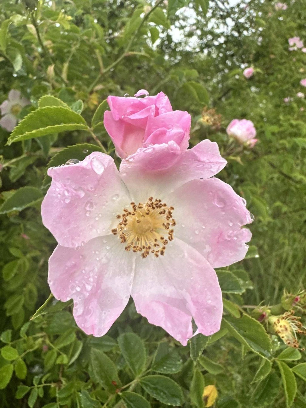 Eladó Építési telek, Törökbálint,  Nincs megadva, 1425nm, 36700000 Ft
