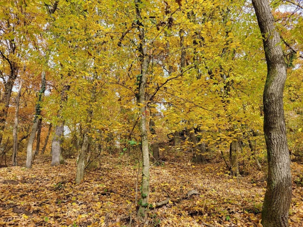 Eladó Építési telek, Kismaros, Börzsönyliget, 1000nm, 30000000 Ft
