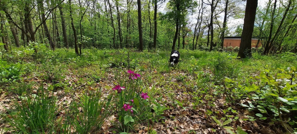 c3-1-name c2-50-name, Kismaros, Börzsönyliget