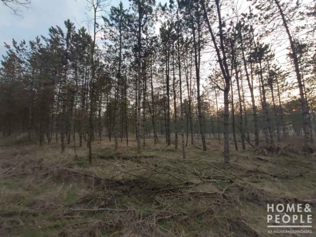 c3-1-name c2-60-name, Kistelek