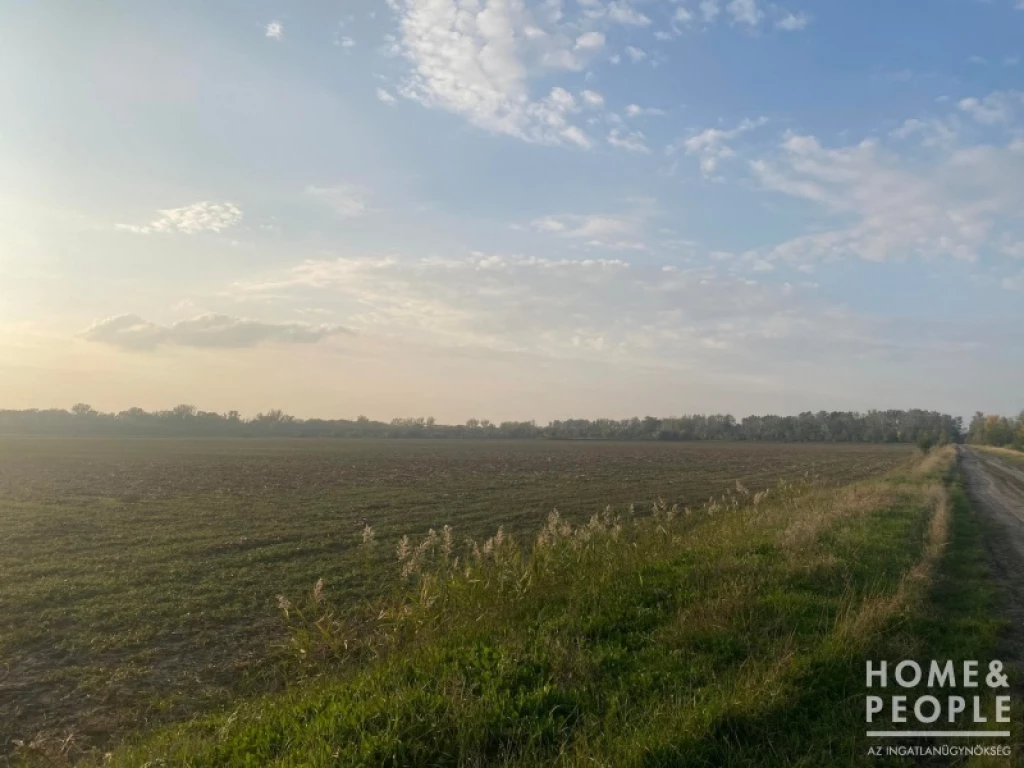 Eladó szántó Hódmezővásárhelyen!