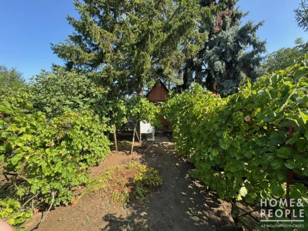 c3-1-name c2-81-name, Szeged, Újszeged