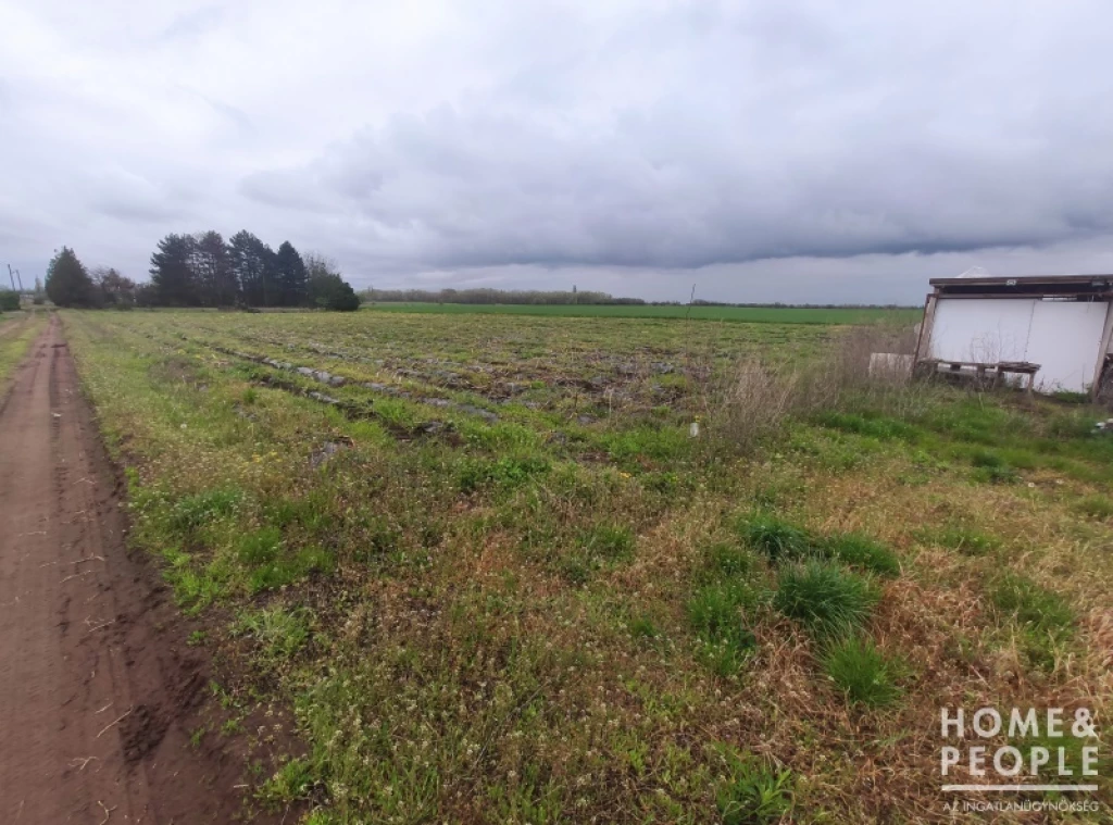 For sale other agricultural, Zsombó