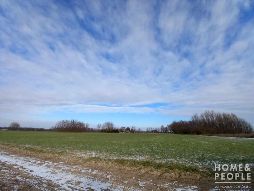 For sale other agricultural, Zsombó