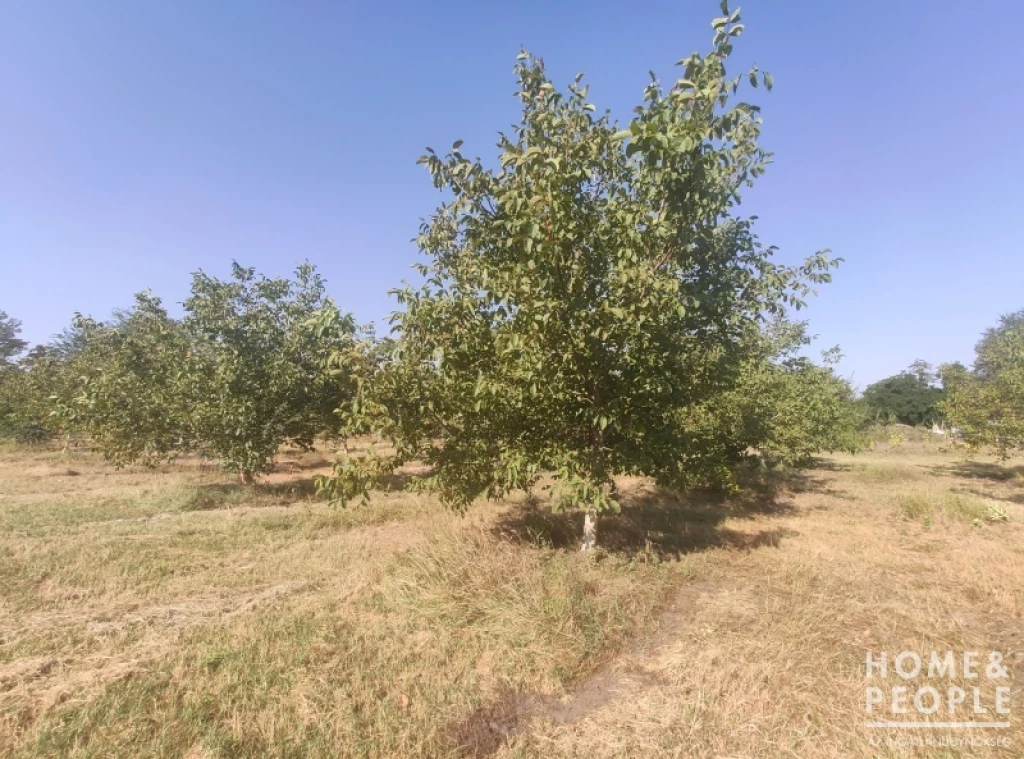 Eladó bio gyümölcsös Balástyán!