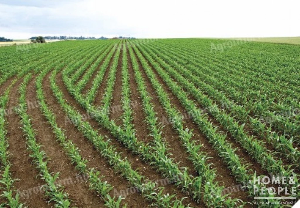 Algyőn szántó és legelő eladó!