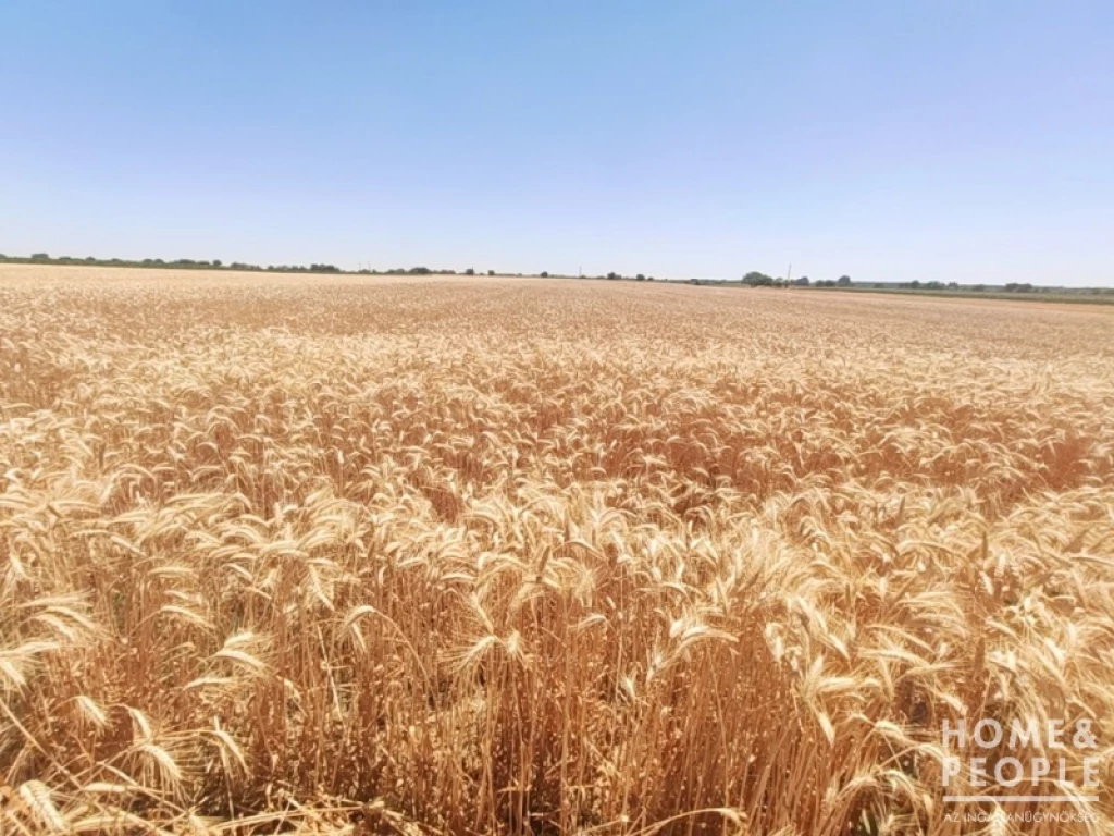 For sale other agricultural, Makó