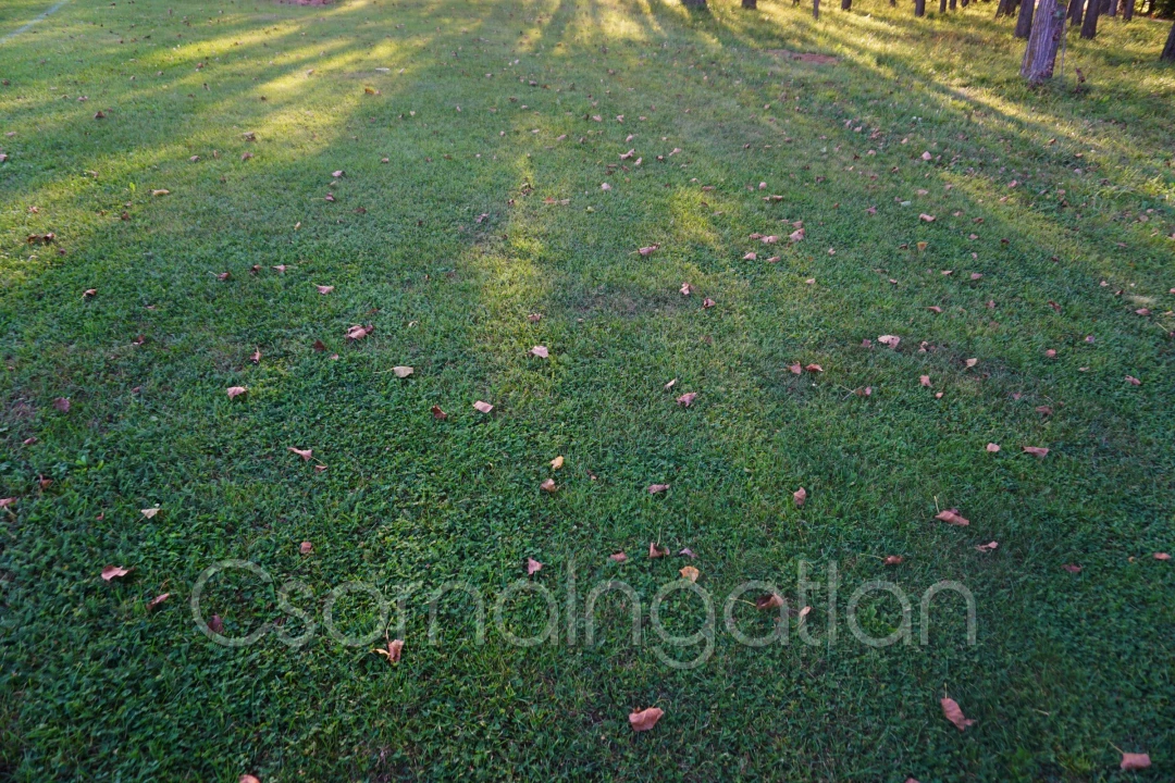 For sale building plot, Szárföld