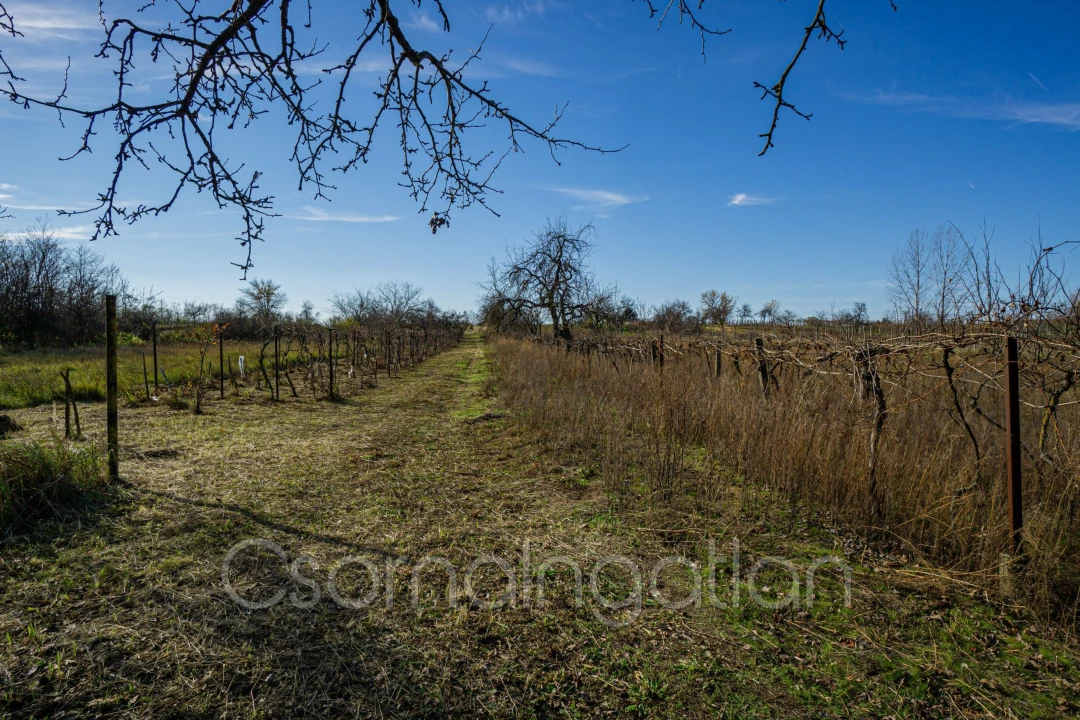 Eladó egyéb telek, Mórichida