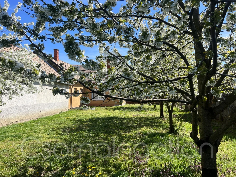 c3-1-name c2-1-name, Szil