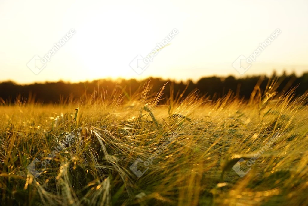 For sale plough-land, pasture, Debrecen, Kerekestelep