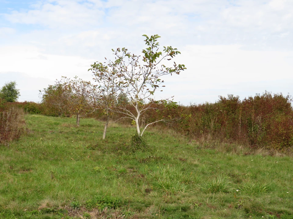 For sale plough-land, pasture, Sopron