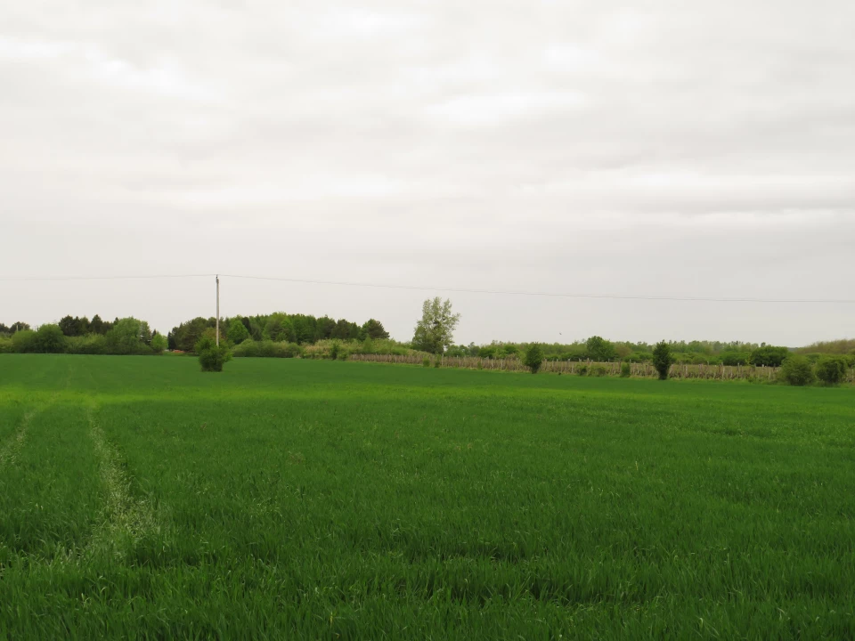 Eladó szántóföld, legelő, Ágfalva