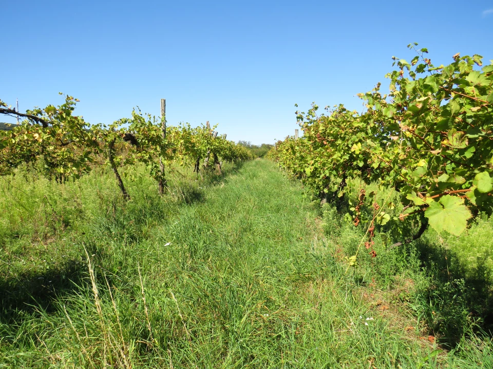 For sale orchard, Sopron, Egerediút