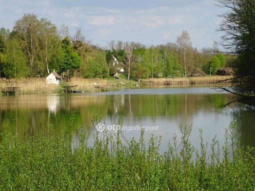 Eladó Mezőgazdasági, Galambok