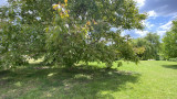 For sale building plot, Bocskaikert