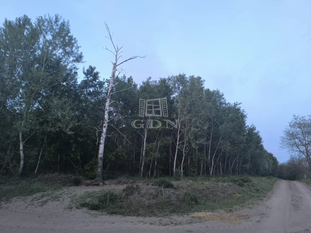 Eladó erdő, Kakucs, Fő út