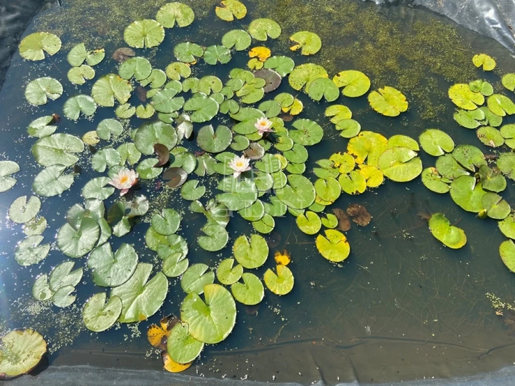 Eladó üdülőtelek, Szigetcsép, Dunapart utca