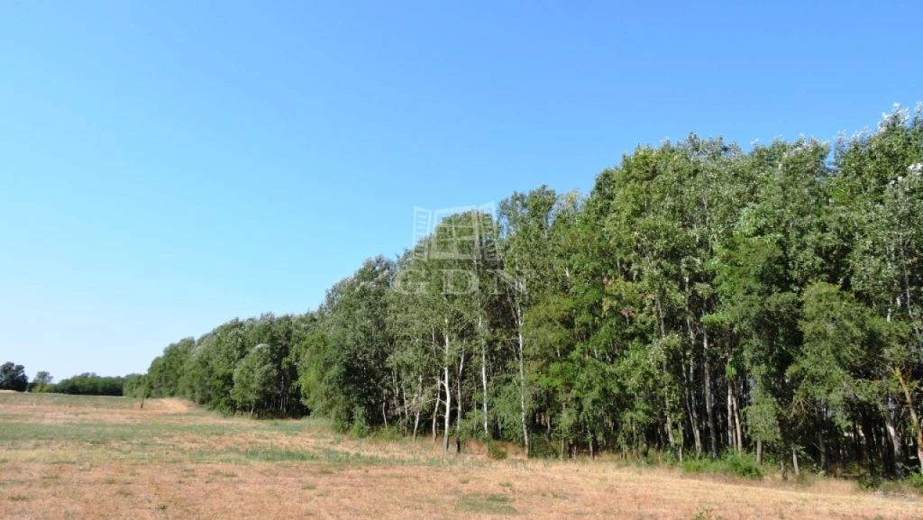 For sale forest, Kerekegyháza, Külterület