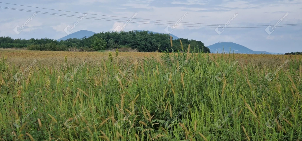 A Végardó Fürdő, a Camping és a 37-es főút melletti 3,9 hektáros körpanorámás belterületi szántó akár ipari felhasználásra is eladó!