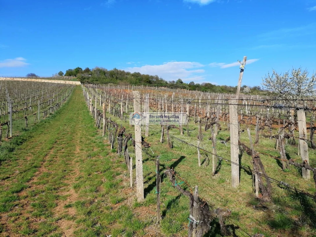 Eladó Mezőgazdasági, Mád 2.640.000 Ft