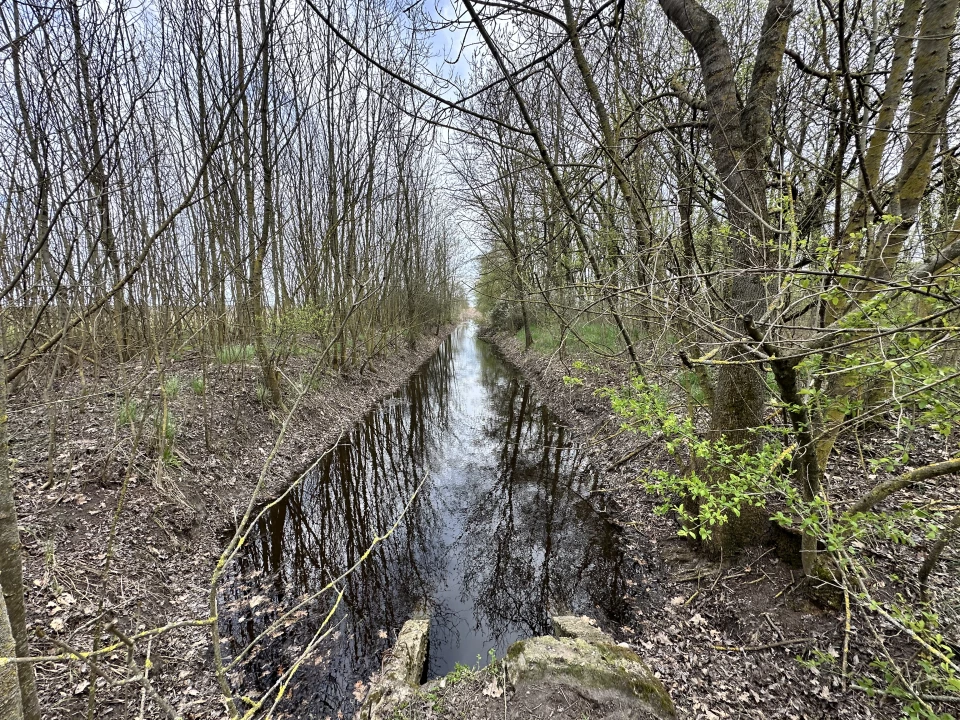 Eladó erdő, Szeghalom