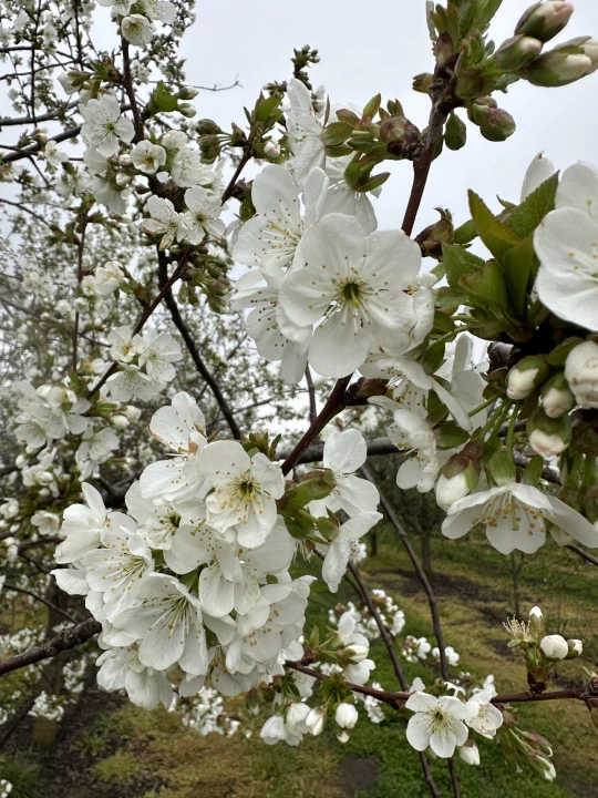 For sale orchard, Békéscsaba
