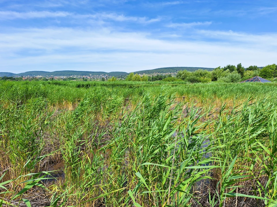 c3-1-name c2-61-name, Paloznak