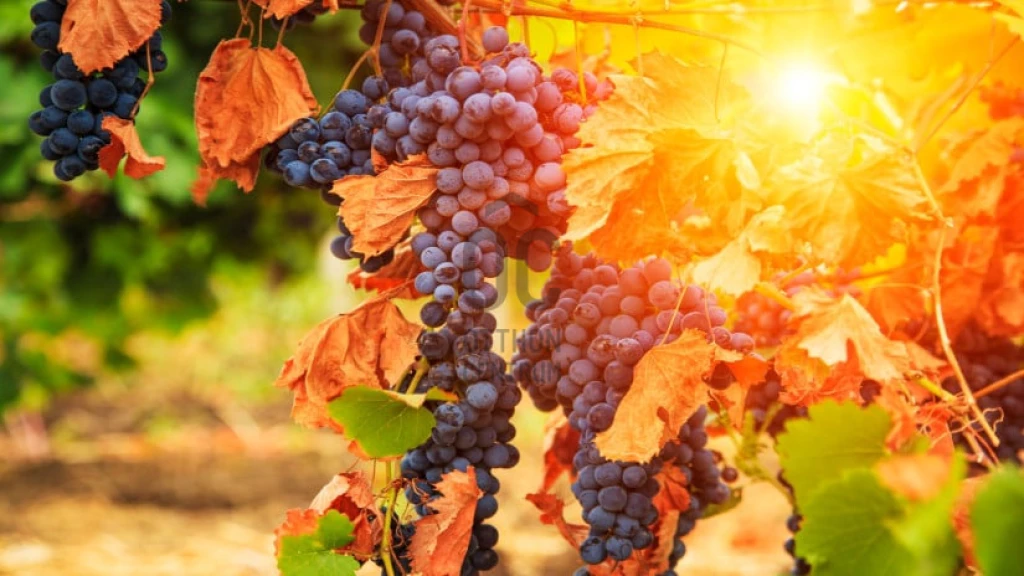 For sale other agricultural, Komárom, Szőny